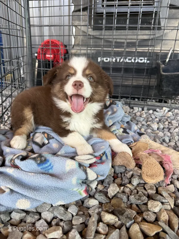 Mini Aussie Male – Miniature Australian Shepherd puppy for sale in Coalgate, OK