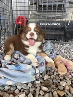 Mini Aussie Male, a male Miniature Australian Shepherd for sale in Coalgate, OK – 1 of 3