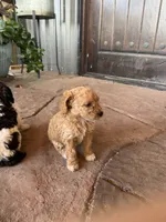 Female 3 poodle , a female Poodle - Miniature  for sale in Coalgate, OK – 2 of 3
