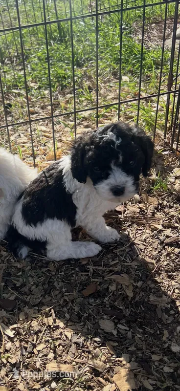 Male 2 – Poodle - Standard  puppy for sale in Coalgate, OK
