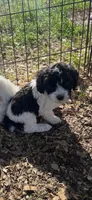 Male 2, a male Poodle - Standard  for sale in Coalgate, OK – 1 of 1