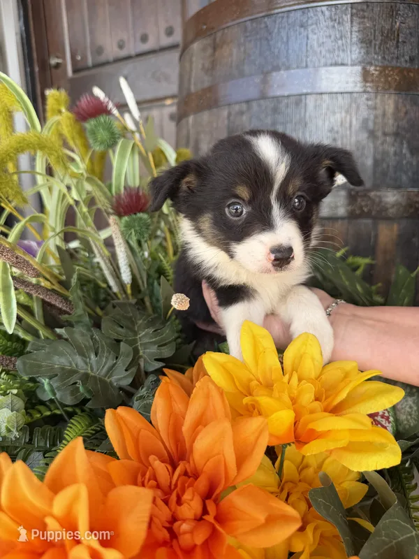 Male 2 – Miniature Australian Shepherd puppy for sale in Coalgate, OK