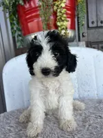Female 2 poodle , a female Poodle - Miniature  for sale in Coalgate, OK – 3 of 7