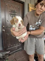 Male 1 poodle , a male Poodle - Miniature  for sale in Coalgate, OK – 2 of 3