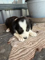 Mini Aussie female  1, a female Miniature Australian Shepherd for sale in Coalgate, OK – 10 of 10