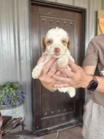 Male 3 poodle , a male Poodle - Miniature  for sale in Coalgate, OK – 5 of 5