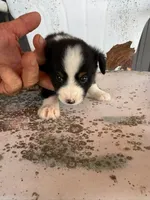 Male 3, a male Miniature Australian Shepherd for sale in Coalgate, OK – 3 of 6