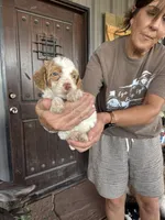 Male 1 poodle , a male Poodle - Miniature  for sale in Coalgate, OK – 3 of 3