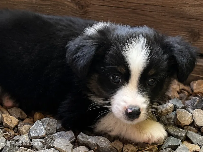 Male 4 – Miniature American Shepherd puppy for sale in Coalgate, OK