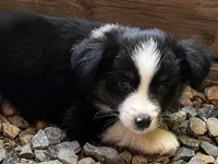 Male 4, a male Miniature American Shepherd for sale in Coalgate, OK – 1 of 1