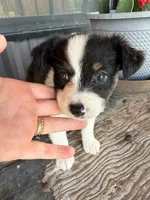 Female 4 , a female Miniature Australian Shepherd for sale in Coalgate, OK – 4 of 6