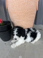 Female 1 poodle , a female Poodle - Miniature  for sale in Coalgate, OK – 3 of 8