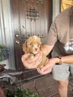 Male 6 poodle , a male Poodle - Miniature  for sale in Coalgate, OK – 1 of 6