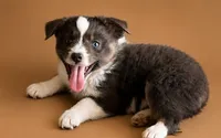Male 1 , a male Miniature American Shepherd for sale in Coalgate, OK – 2 of 3