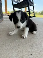 Mini Aussie female  1, a female Miniature Australian Shepherd for sale in Coalgate, OK – 1 of 10