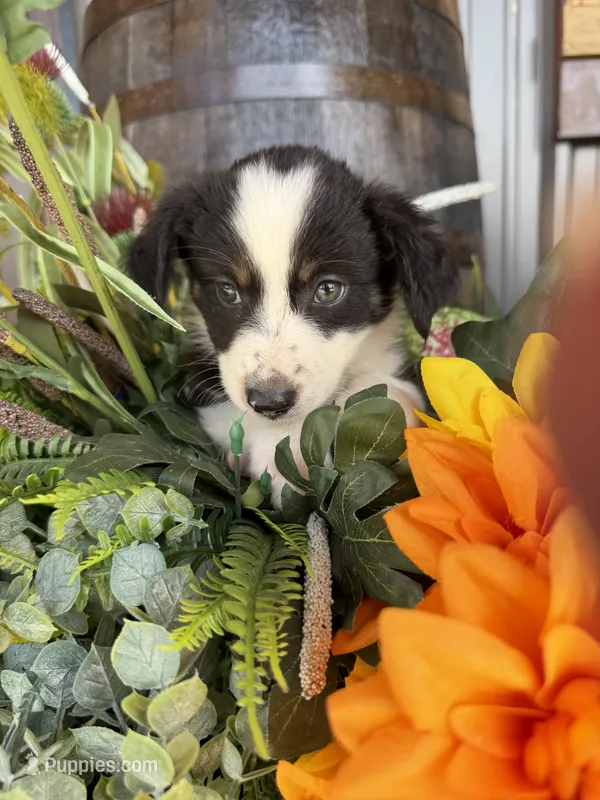 Mini Aussie female  1 – Miniature Australian Shepherd puppy for sale in Coalgate, OK