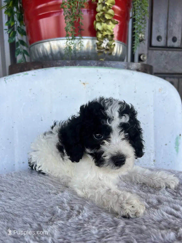 Female 1 poodle  – Poodle - Miniature  puppy for sale in Coalgate, OK
