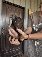 Male 2 poodle , a male Poodle - Miniature  for sale in Coalgate, OK – 4 of 5