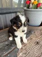 Female 5, a female Miniature Australian Shepherd for sale in Coalgate, OK – 4 of 5