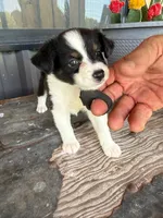 Female 4 , a female Miniature Australian Shepherd for sale in Coalgate, OK – 2 of 6