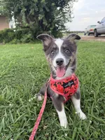 Male 1, a male Miniature Australian Shepherd for sale in Coalgate, OK – 5 of 6