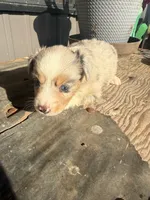 Female 2 , a female Miniature Australian Shepherd for sale in Coalgate, OK – 10 of 10