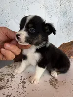 Male 2, a male Miniature Australian Shepherd for sale in Coalgate, OK – 2 of 9