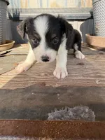 Mini Aussie female  1, a female Miniature Australian Shepherd for sale in Coalgate, OK – 3 of 10