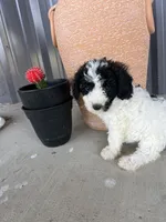 Female 2 poodle , a female Poodle - Miniature  for sale in Coalgate, OK – 2 of 7