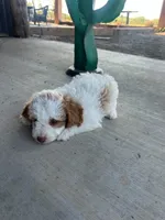 Male 3 poodle , a male Poodle - Miniature  for sale in Coalgate, OK – 4 of 4