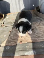 Mini Aussie female  1, a female Miniature Australian Shepherd for sale in Coalgate, OK – 6 of 10