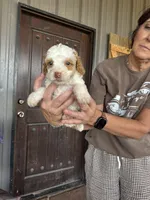 Male 3 poodle , a male Poodle - Miniature  for sale in Coalgate, OK – 4 of 5
