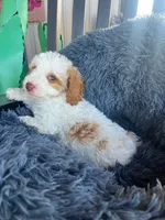 Male 3 poodle , a male Poodle - Miniature  for sale in Coalgate, OK – 2 of 4