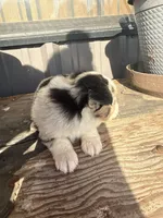 Female 3, a female Miniature Australian Shepherd for sale in Coalgate, OK – 8 of 10