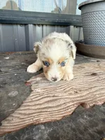 Female 2 , a female Miniature Australian Shepherd for sale in Coalgate, OK – 6 of 10