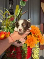 Male 1 , a male Miniature Australian Shepherd for sale in Coalgate, OK – 4 of 5