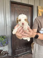 Male 3 poodle , a male Poodle - Miniature  for sale in Coalgate, OK – 2 of 5