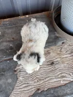 Female 2 , a female Miniature Australian Shepherd for sale in Coalgate, OK – 4 of 10
