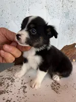 Male 2, a male Miniature Australian Shepherd for sale in Coalgate, OK – 3 of 9
