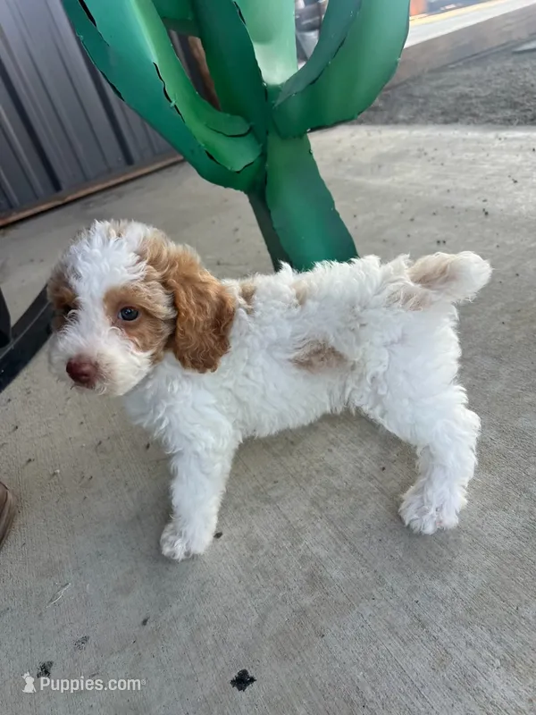 Male 1 poodle  – Poodle - Miniature  puppy for sale in Coalgate, OK