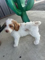 Male 1 poodle , a male Poodle - Miniature  for sale in Coalgate, OK – 1 of 5