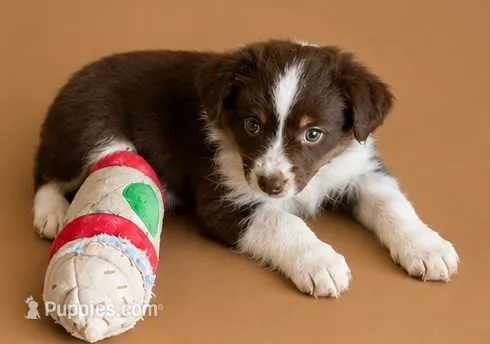 Female  – Miniature American Shepherd puppy for sale in Coalgate, OK