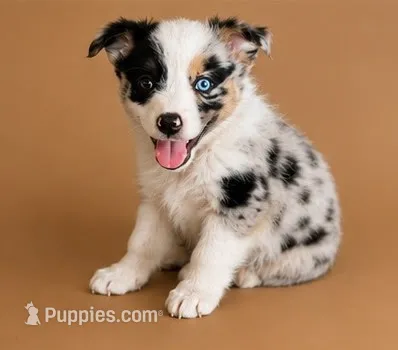 Male 2 – Miniature American Shepherd puppy for sale in Coalgate, OK
