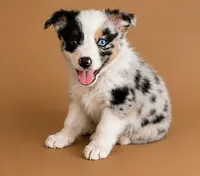 Male 2, a male Miniature American Shepherd for sale in Coalgate, OK – 1 of 1