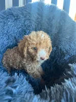 Male 6 poodle , a male Poodle - Miniature  for sale in Coalgate, OK – 3 of 4