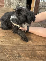 Griffin. Black, a male Yorkshire Terrier for sale in Stony Point, NC – Photo 1 of 4