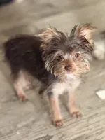 Gunny. Chocolate, a male Yorkshire Terrier for sale in Stony Point, NC – Photo 1 of 3