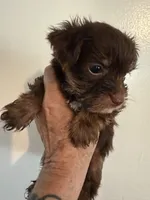 Gunny. Chocolate, a male Yorkshire Terrier for sale in Stony Point, NC – Photo 2 of 3