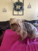 Paige, a female Yorkshire Terrier for sale in Stony Point, NC – 3 of 4