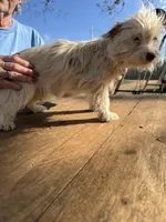 Grace, a female Yorkshire Terrier for sale in Stony Point, NC – Photo 2 of 3